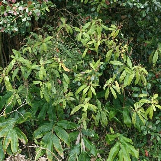 Acalypha integrifolia