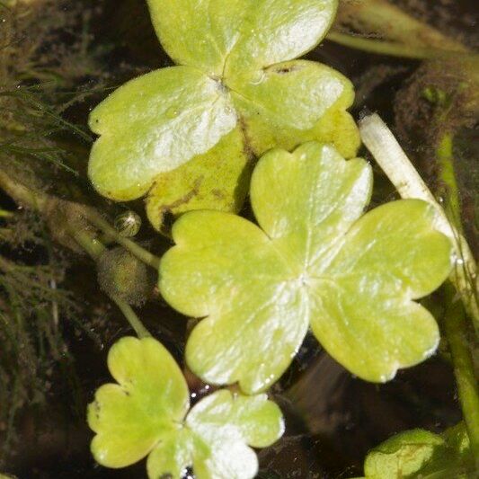 Ranunculus penicillatus Leaf