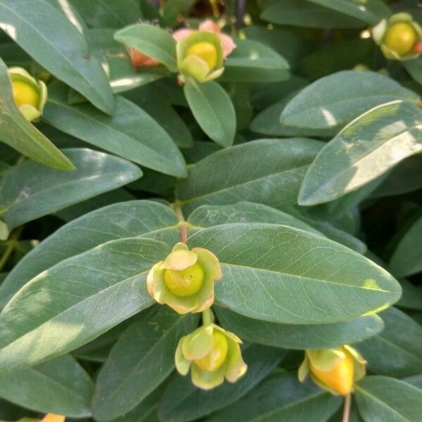 Hypericum calycinum برگ