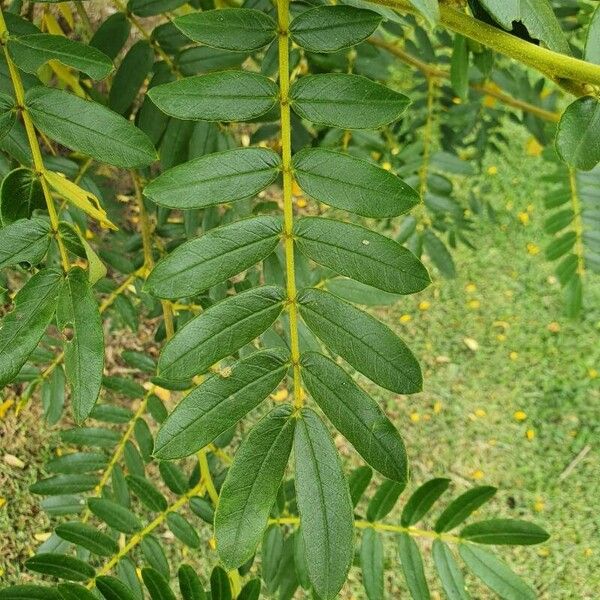 Senna multiglandulosa Leaf