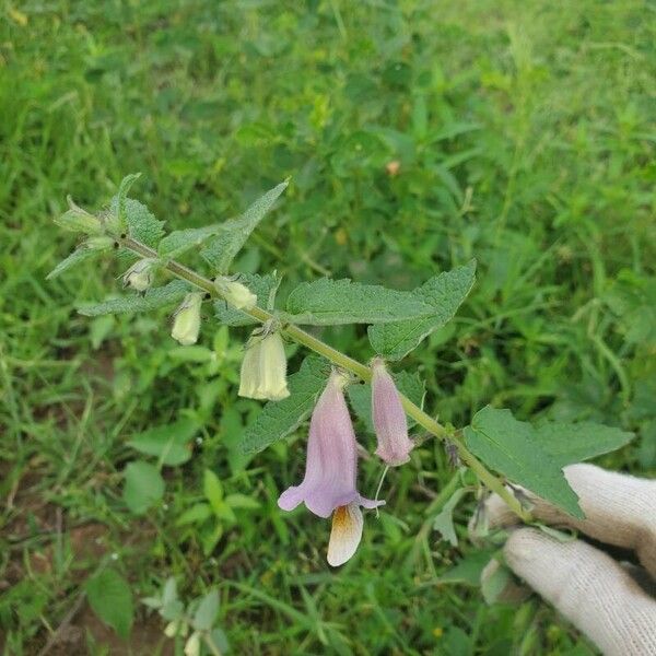 Sesamum sesamoides Leaf