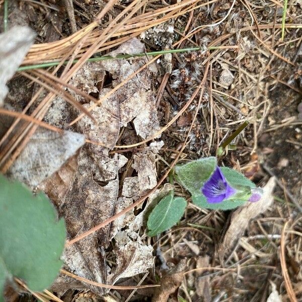 Viola sagittata 花