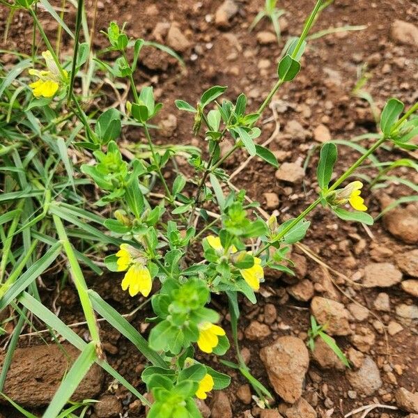 Justicia flava Flower