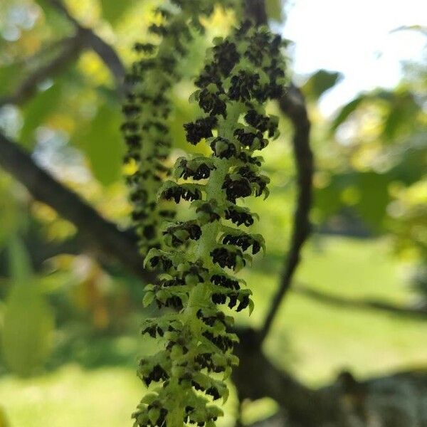 Juglans regia Floare