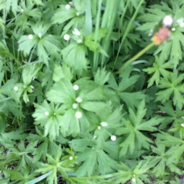 Anemonastrum canadense Leaf