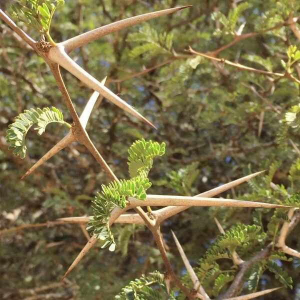 Vachellia grandicornuta Leaf