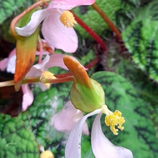 Begonia longiciliata Lorea