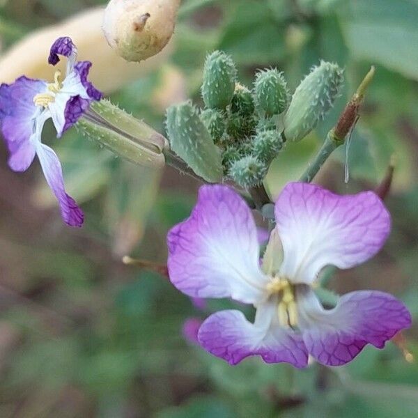 Raphanus raphanistrum Blüte