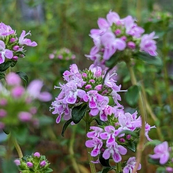 Thymus longicaulis Blomma