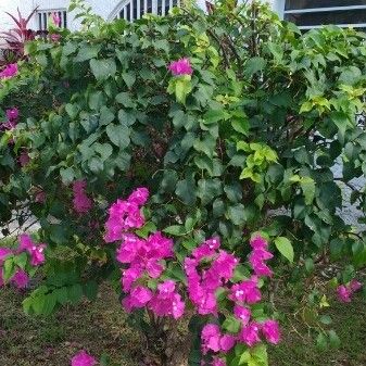 Bougainvillea spectabilis Habitus