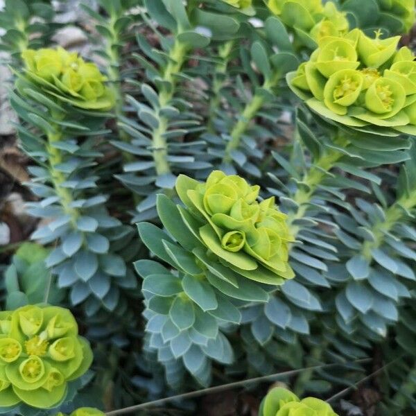 Euphorbia myrsinites Leaf