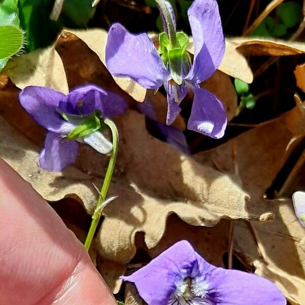 Viola hirta Flor