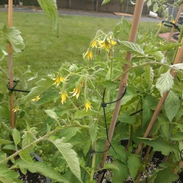 Solanum lycopersicum 花