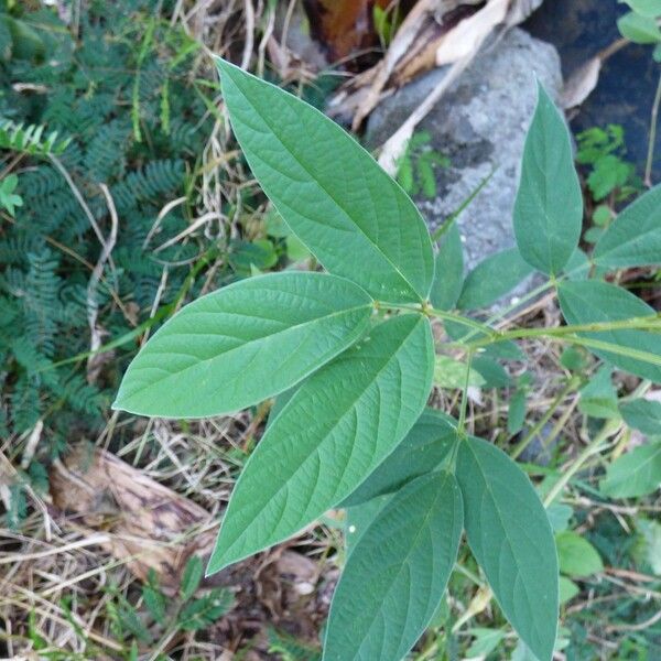 Cajanus cajan Leaf