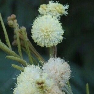 Acacia mearnsii Kwiat