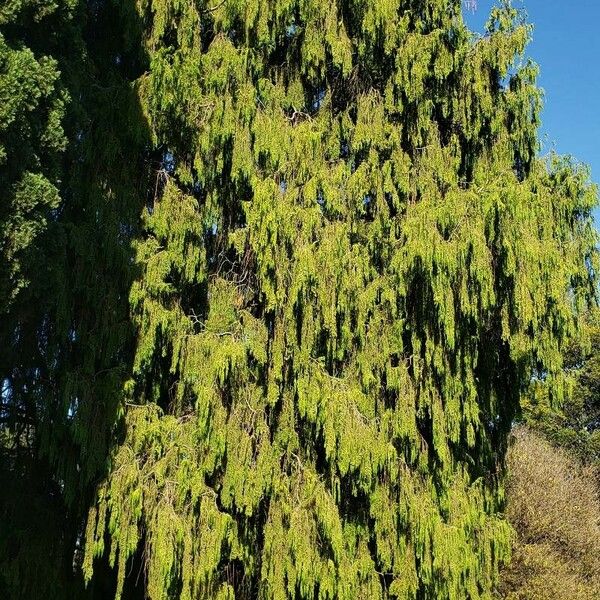 Cupressus pendula List