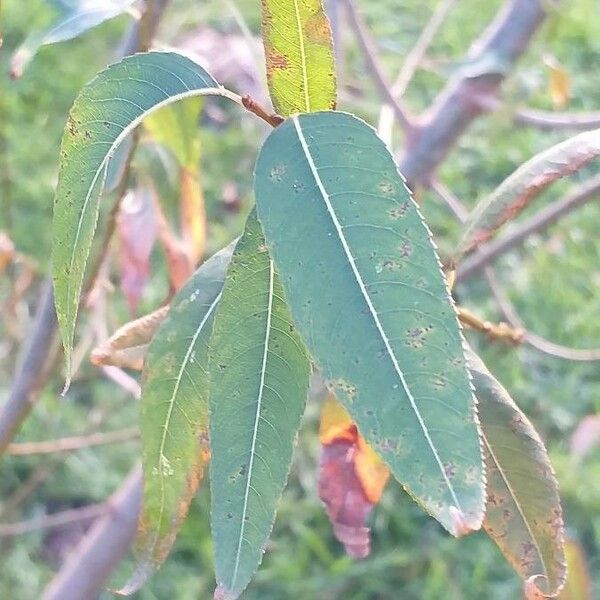 Salix triandra Levél