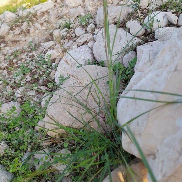 Aristida adscensionis অন্যান্য