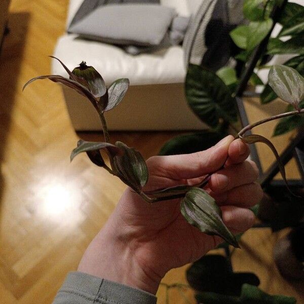 Tradescantia zebrina Листок