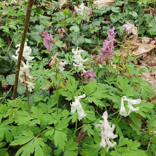 Corydalis cava 花