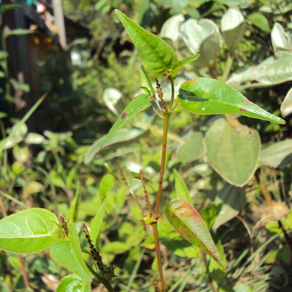 Microstachys corniculata Blatt