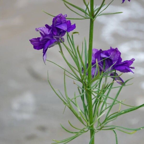 Delphinium ajacis Leaf