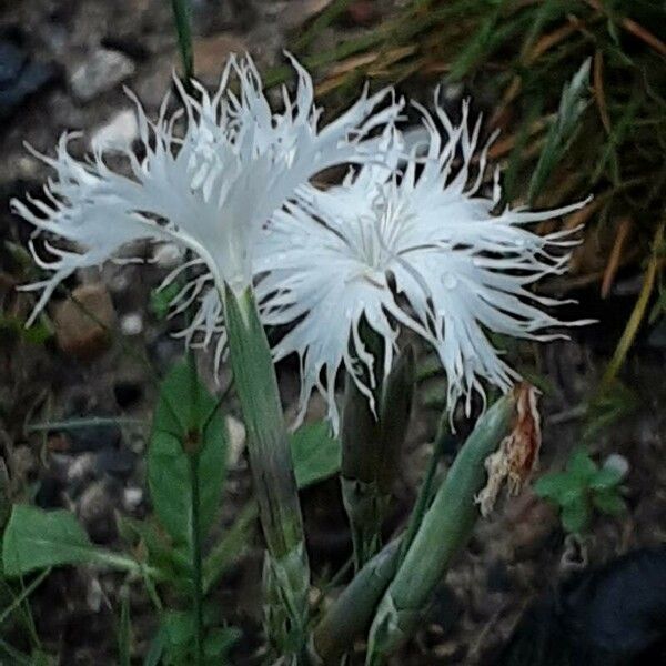 Dianthus arenarius Flor