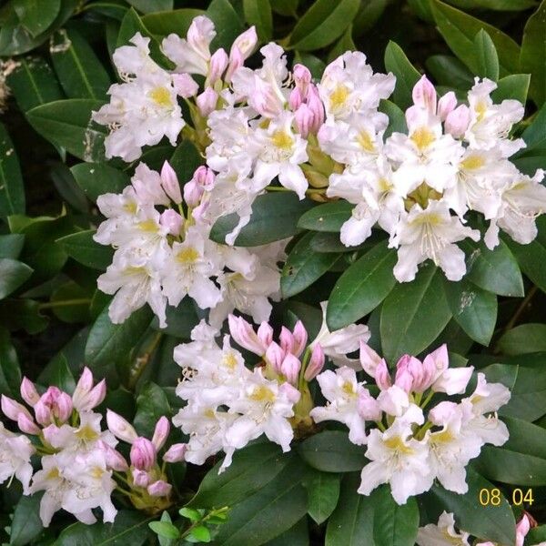 Rhododendron maximum Агульны выгляд