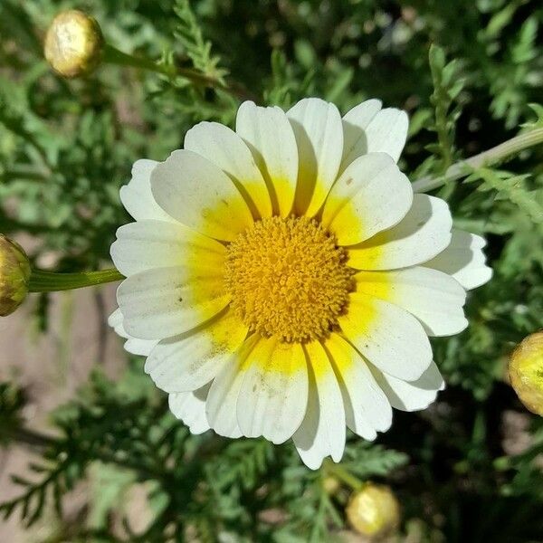 Glebionis coronaria Flor