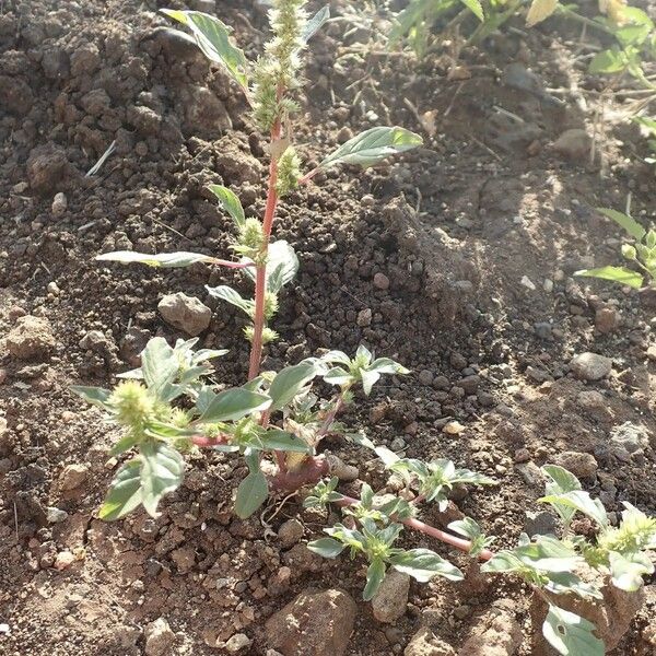 Amaranthus dubius Habit