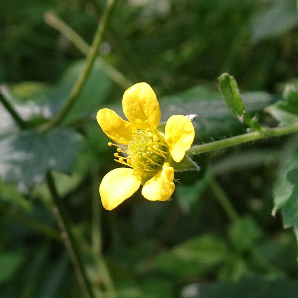 Geum urbanum Цвят