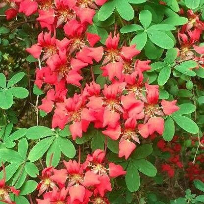 Tropaeolum speciosum Floro