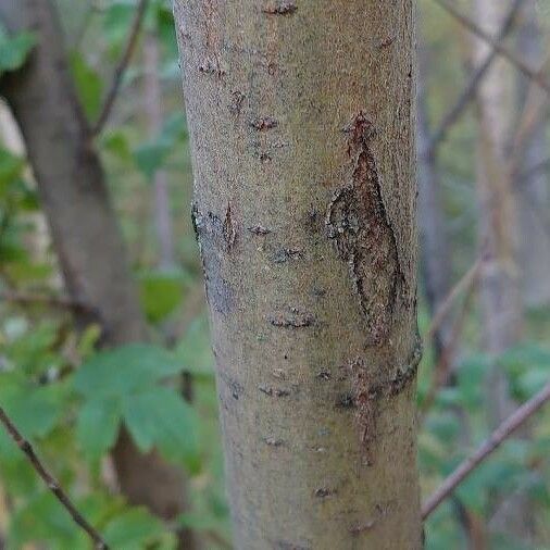 Salix alba Lubje