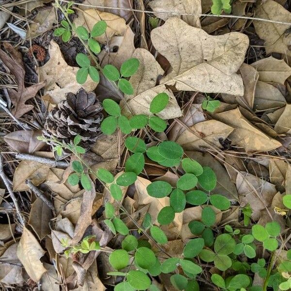 Desmodium triflorum Fulla