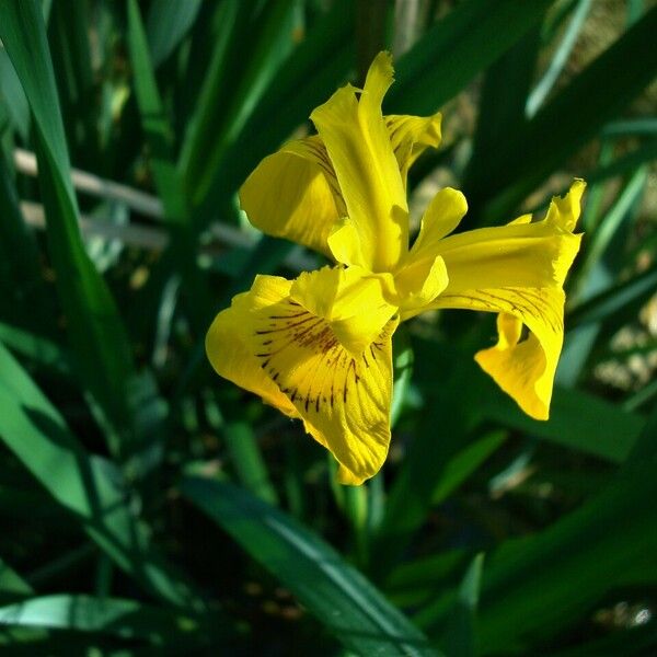 Iris pseudacorus Floare