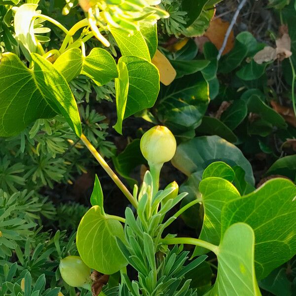 Ipomoea violacea 果