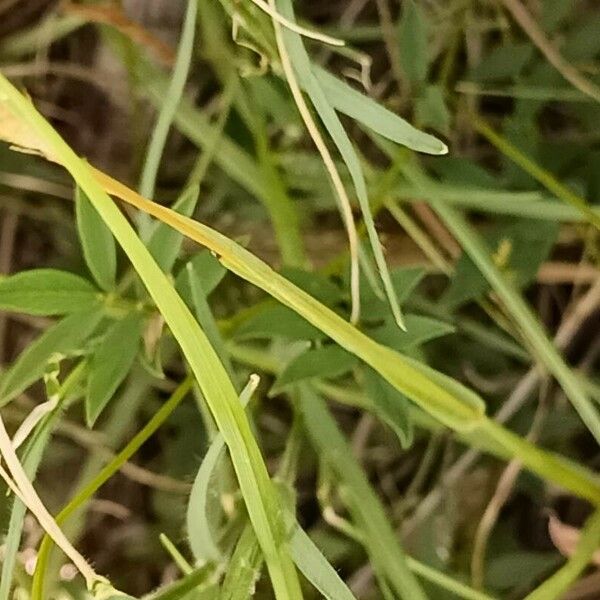 Setaria sphacelata Leaf