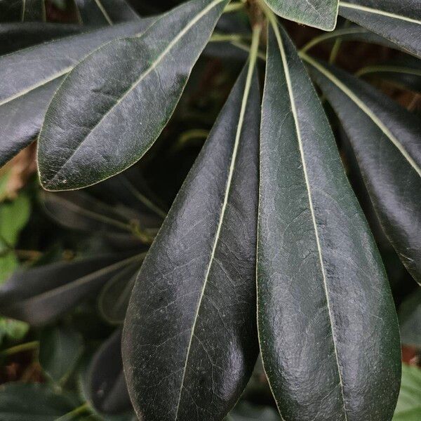 Pittosporum heterophyllum পাতা