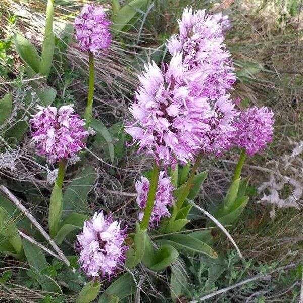 Orchis simia 花