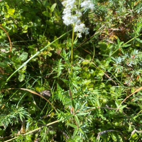 Galium boreale Habit