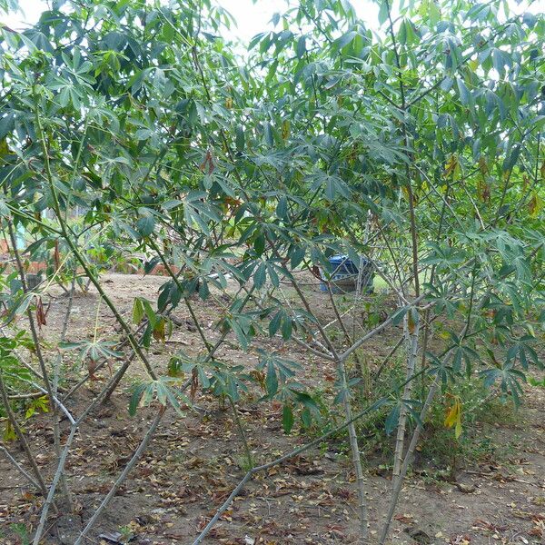 Manihot esculenta Hoja