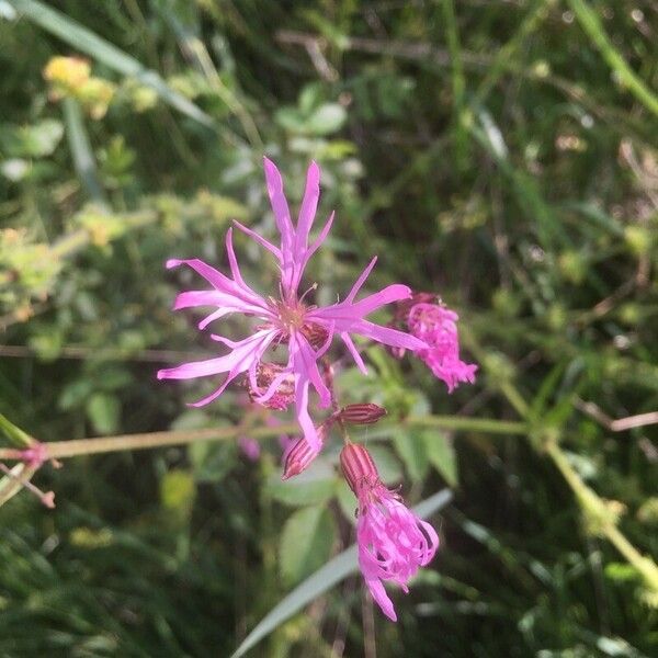 Lychnis flos-cuculi Blomma