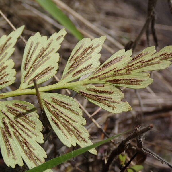 Asplenium stuhlmannii Folha