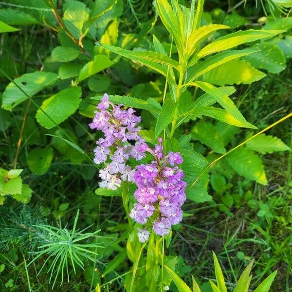 Platanthera psycodes Žiedas