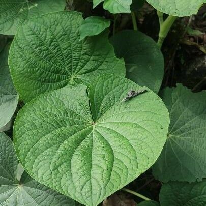 Piper umbellatum Feuille