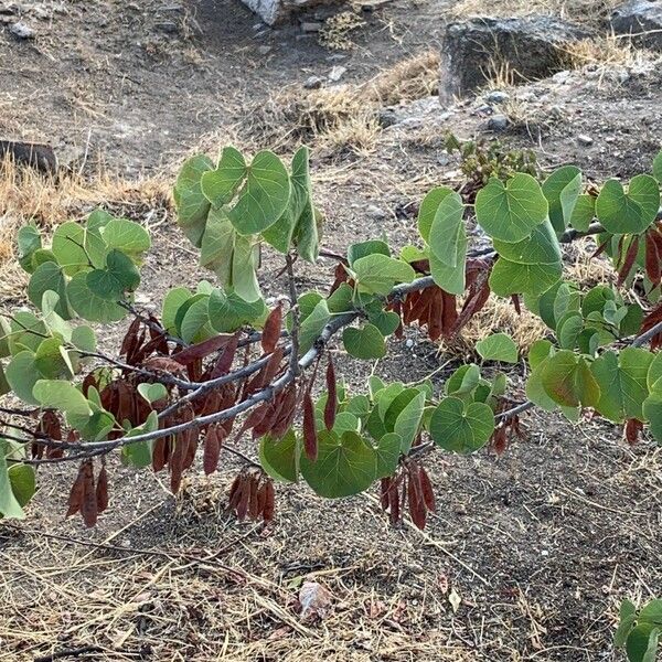 Cercis griffithii ᱡᱚ