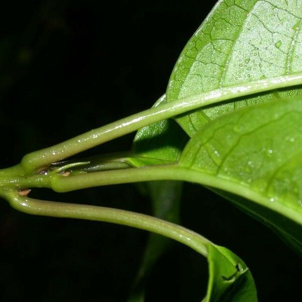 Trichostigma octandrum Ďalší