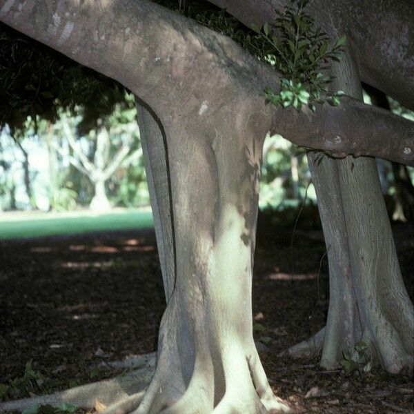 Ficus microcarpa Habitat