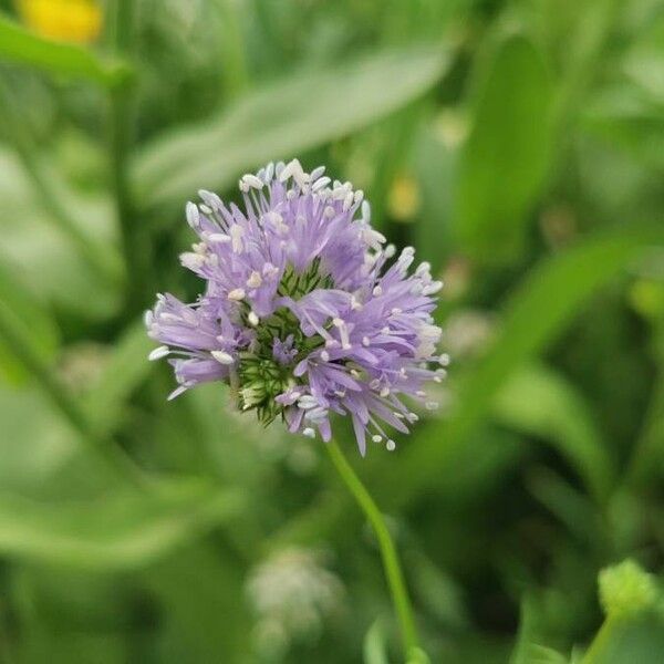 Gilia capitata Flower