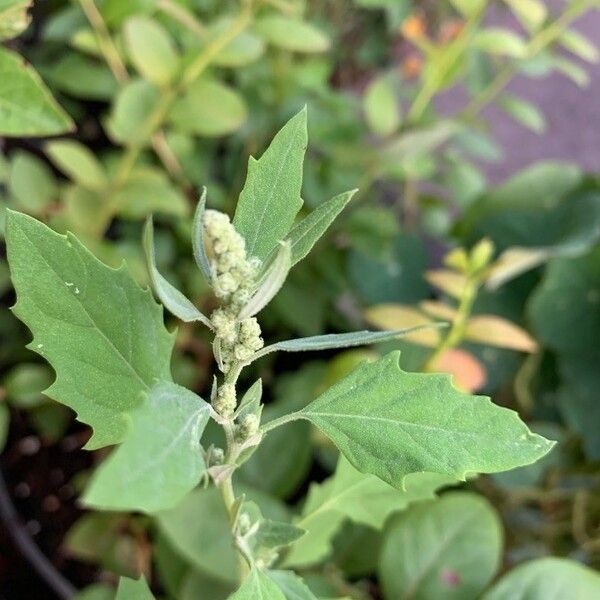 Chenopodium album Flor